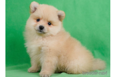 成約済の東京都のポメラニアン-227651の4枚目